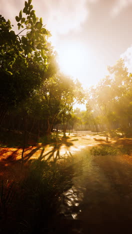 hermosa escena del bosque con rayos de sol