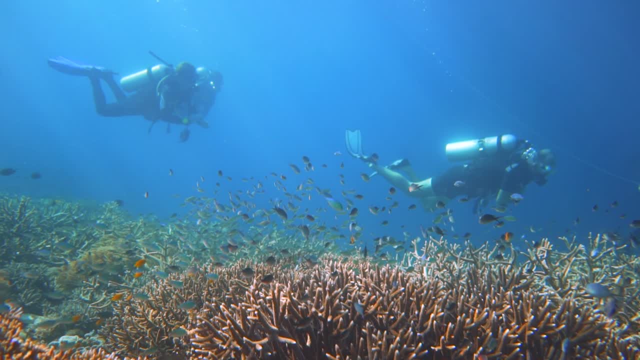 los buzos están buceando a lo largo de un hermoso arrecife de coral en raja ampat, indonesia