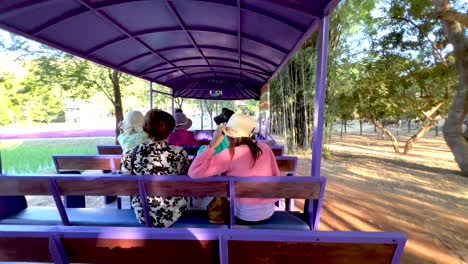 purple carriage ride through bamboo forest and farm animals