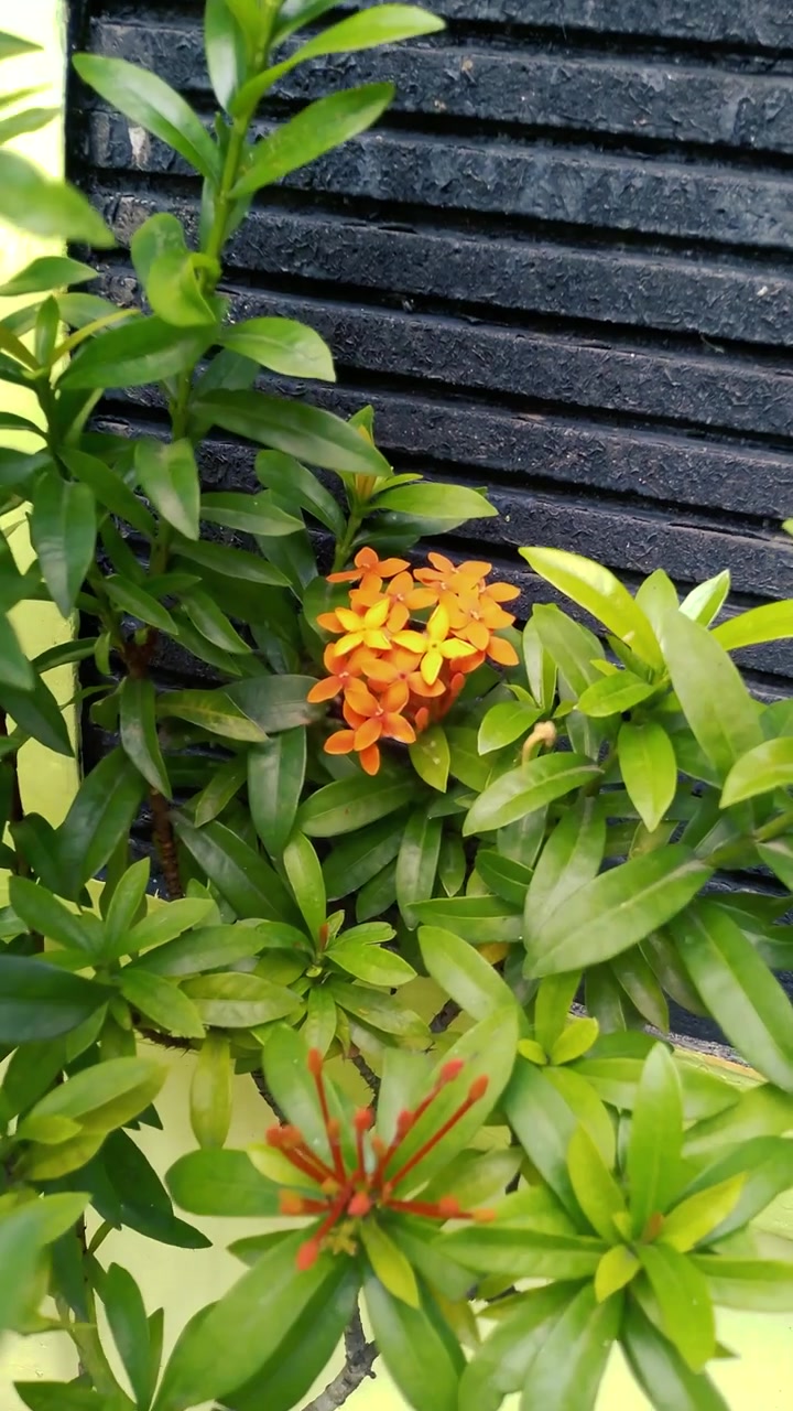 Close-up of Vibrant Orange Ixora Flowers Blooming in a Garden