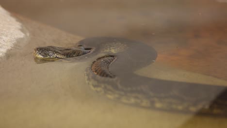 serpiente anaconda esperando en la superficie del agua para emboscar a su presa