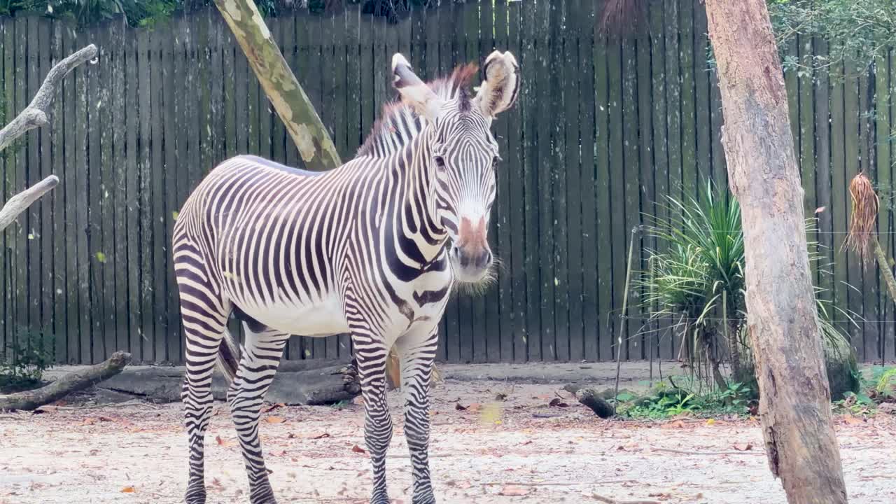 A Grevy's zebra stands calmly in a zoo enclosure with natural lighting and static camera