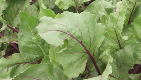 ows of lettuce plants stretch uniformly across the land