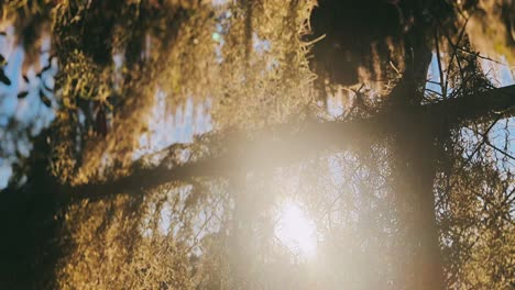 sunlight filtering through moss-covered trees and fence