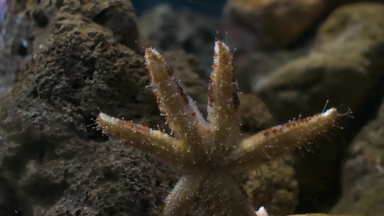 vista frontal de la parte inferior de una estrella de mar en un acuario