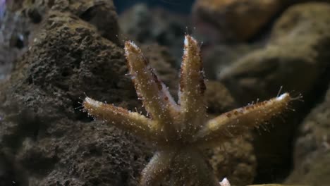 Front-view-of-the-underside-of-a-starfish-in-an-aquarium