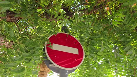 a 'no entry' traffic sign hidden behind the leaves of the trees in uae