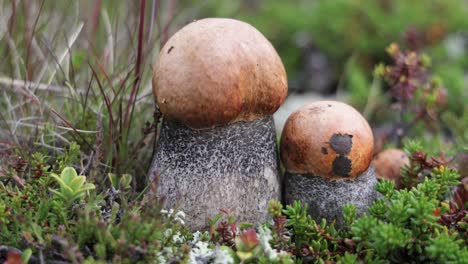 close-up of two mushrooms growing in the forest