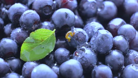 blueberries. wild forest berries. a small worm pretending to be a straw. smooth rotation. clean organic production