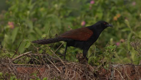 el gran coucal o faisán cuervo, es un gran miembro no parasitario del orden de los pájaros cuco, los cuculiformes
