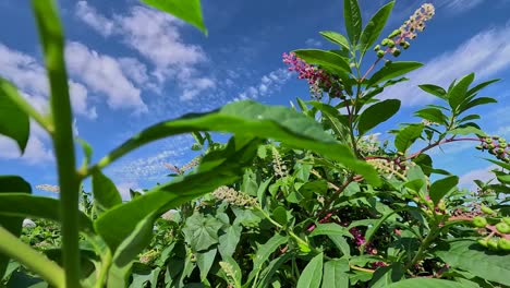 planta muy verde con flores blancas y bayas altamente tóxicas crece como una plaga para los agricultores en tierras abandonadas en primavera, día soleado, tiro viajando hacia atrás descendiendo, pontevedra, galicia, españa
