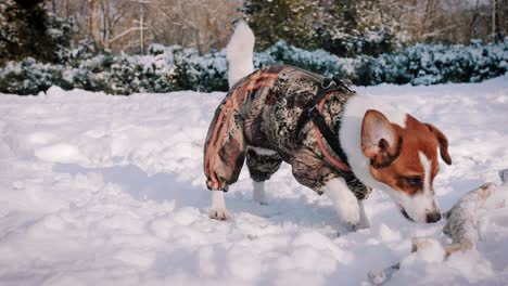 jack russell terrier dog playing in snow