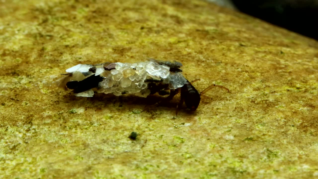 Vesiperhosen toukka (Ecclisomyia sp.) veden alla, ryömimässä kivellä taimenpurossa nopeassa virrassa, makrolähikuva.