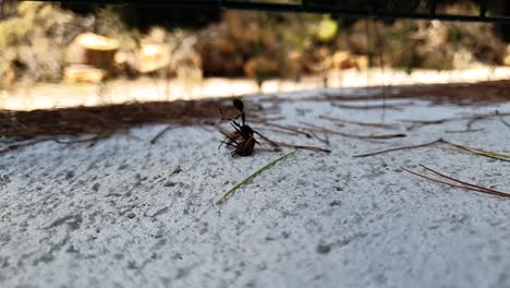 Cámara-Lenta-De-Una-Gran-Avispa-Oscura-Atacando-A-Una-Araña-Negra-En-Un-Día-De-Verano