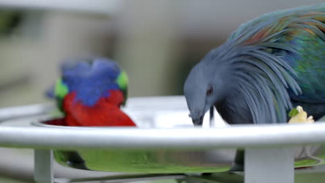 nicobar pigeon at bird paradise in mandai, singapore