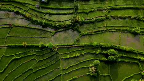 flooded paddy fields on tropical island of bali, indonesia on springtime