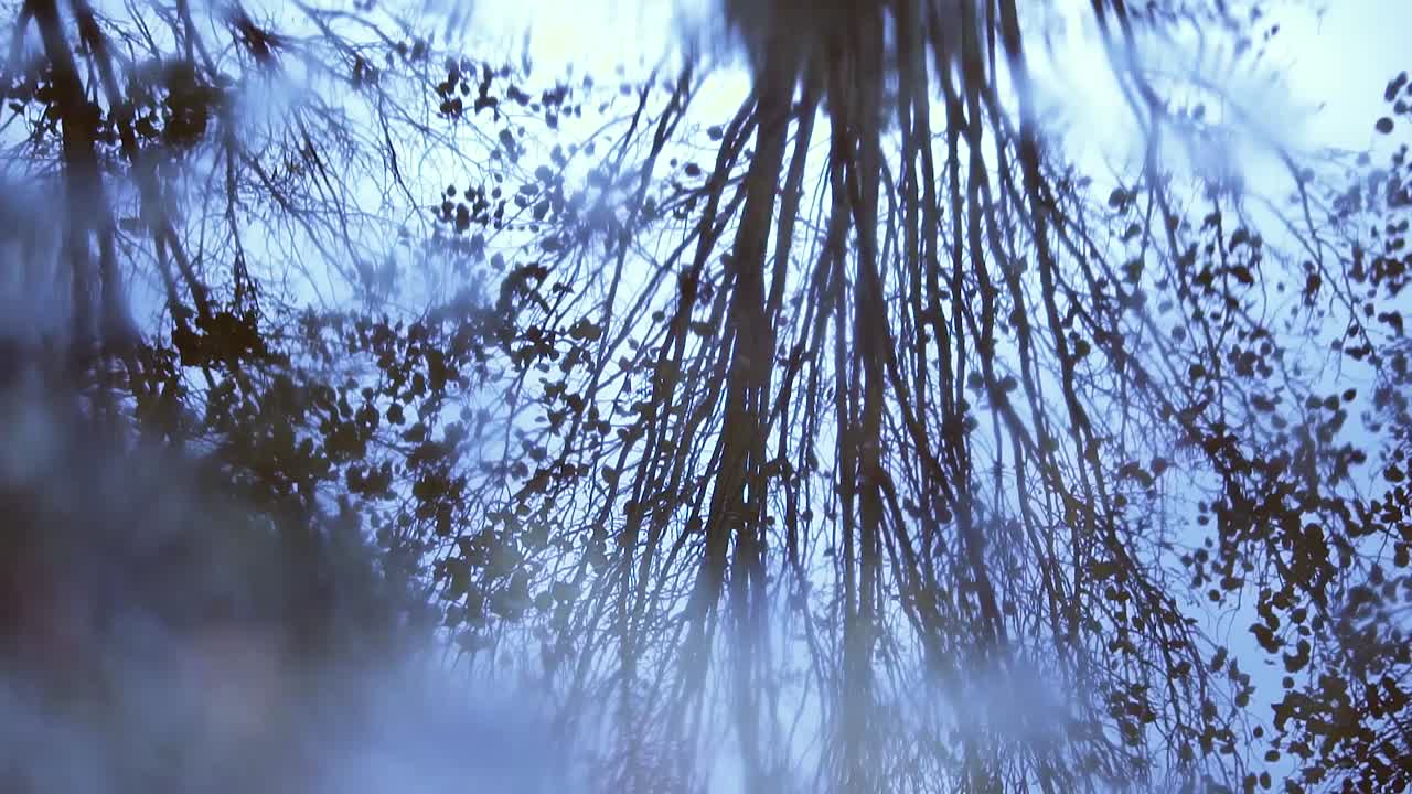 Reflection of tree in puddle while lightly raining