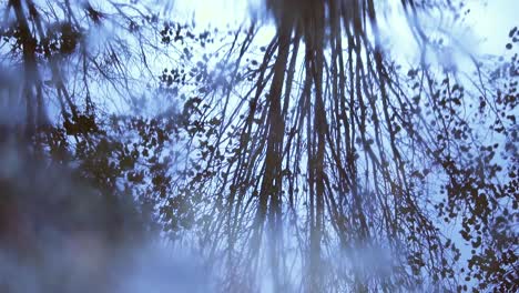 reflection of tree in puddle while lightly raining