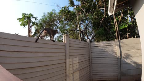 Slow-motion-of-a-vervet-monkey-walking-along-a-concrete-wall