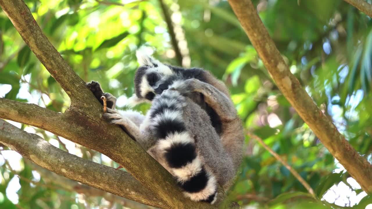 primer plano del comportamiento animal de la vida silvestre, un exótico lémur de cola anillada, lemur catta frotando y lamiendo las glándulas aromáticas en su cola, acicalándose y limpiando su piel durante su temporada de cría