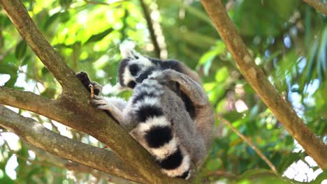 close up shot of wildlife animal behaviour, an exotic ring-tailed lemur, lemur catta rubbing and licking the scent glands on its tail, preening and cleaning its fur during its breeding season