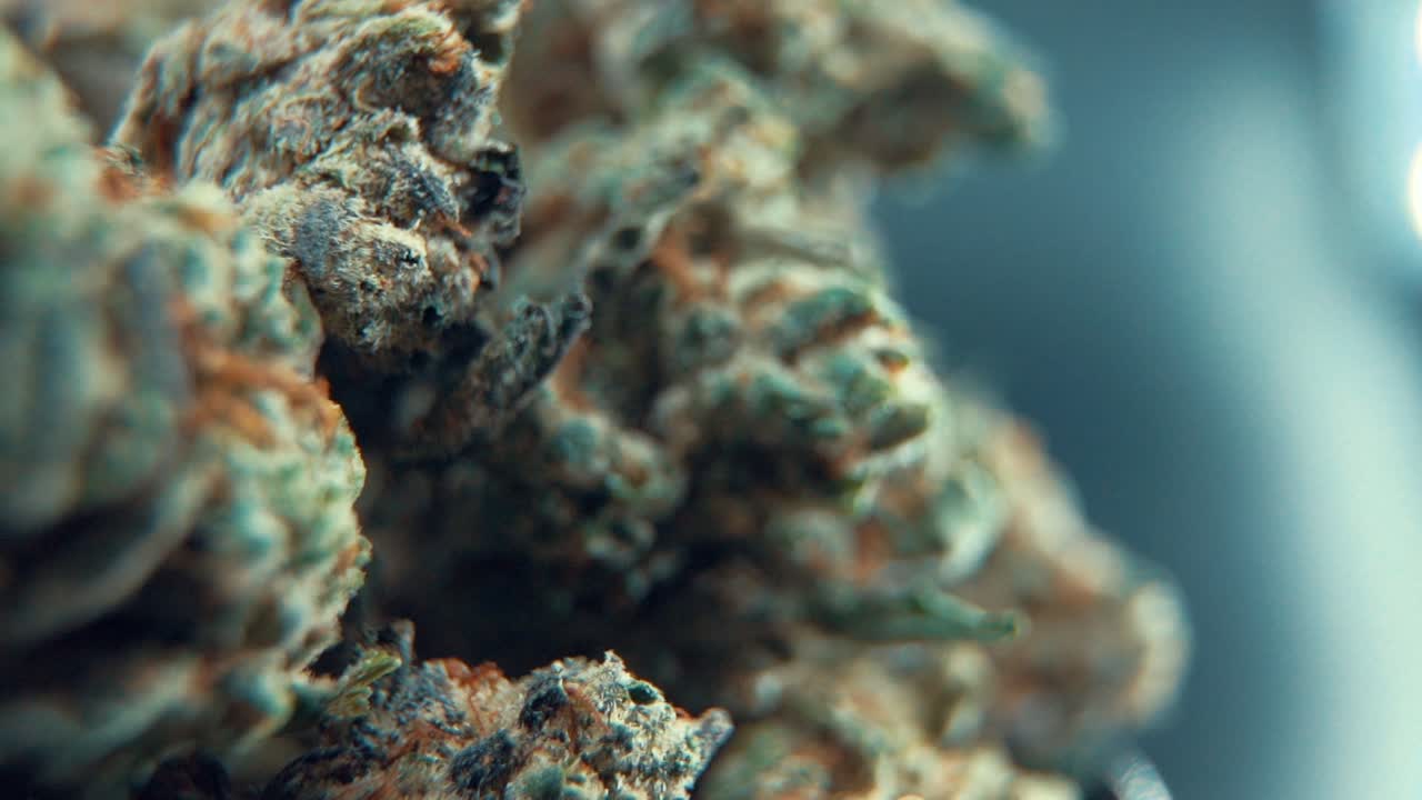 A macro cinematic epic shot of a cannabis plant, hybrid orange strains, sativa ,marijuana flower, on a rotating stand, Full HD, super slow motion, 120 fps, professional studio lighting