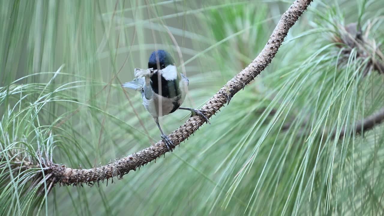 Wild Cinereous Tit with prey in beak, captured in natural outdoor lighting.