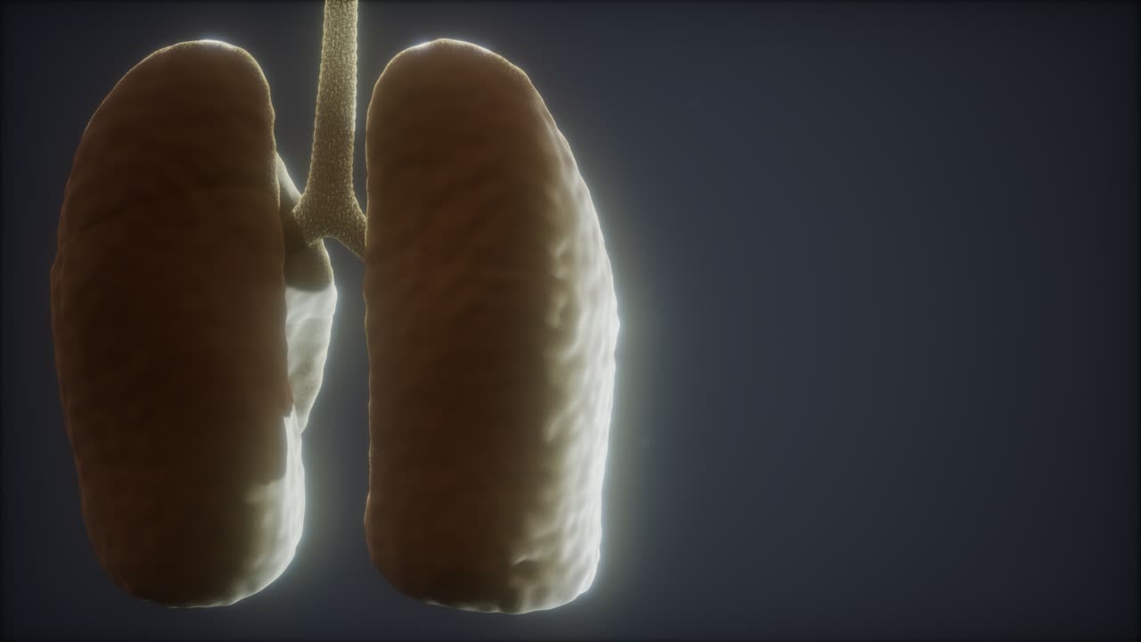 animación médicamente precisa del pulmón humano en bucle 3d