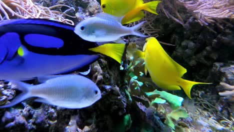 colorful tropical fish in aquarium