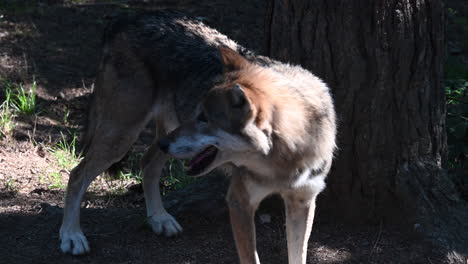 Un-Lobo-Está-Parado-Inmóvil-Al-Lado-De-Un-árbol,-Mirando-Detrás-De-él