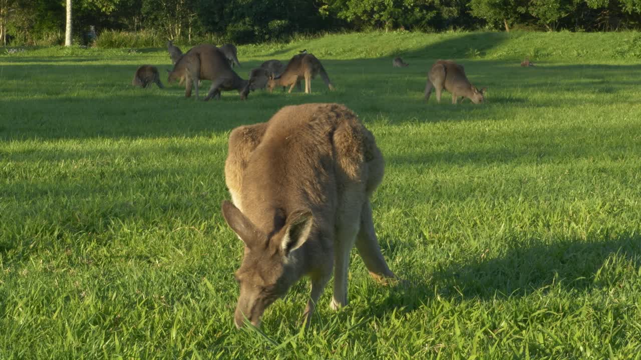 el canguro gris oriental comiendo hierba en queensland, australia.