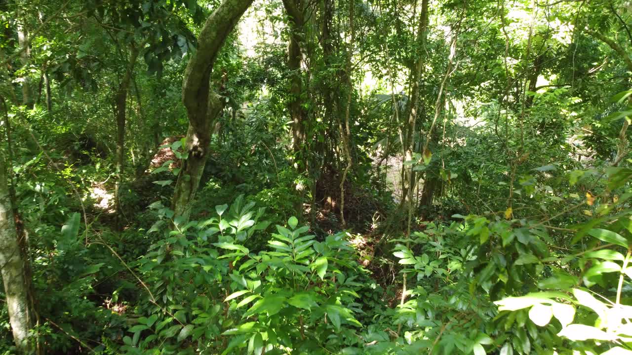 летая через густые зеленые тропические леса с солнечным светом, попадающим на листья в минке, колумбия