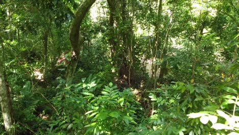 Volando-A-Través-De-Una-Densa-Selva-Tropical-Verde-Con-La-Luz-Del-Sol-Golpeando-Las-Hojas-En-Minca,-Colombia