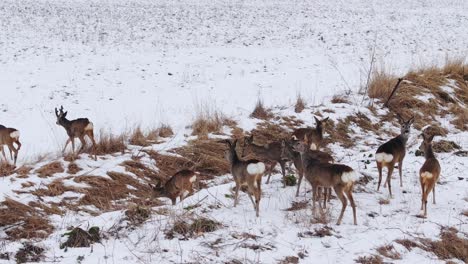 roe deer moving in unison, leaping swiftly over rough terrain in a winter field