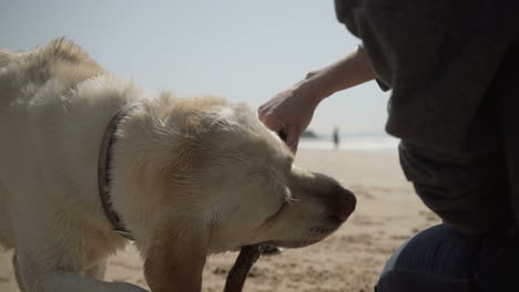 Closeup-shot-of-labrador-biting-wooden-stick-on-seashore.