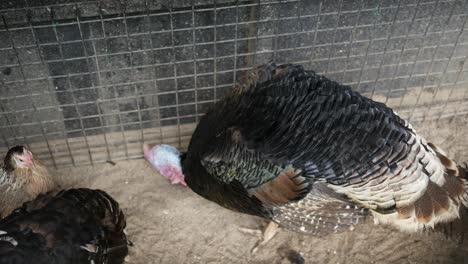 White-turkeys-in-the-dark-room-of-the-poultry-farm