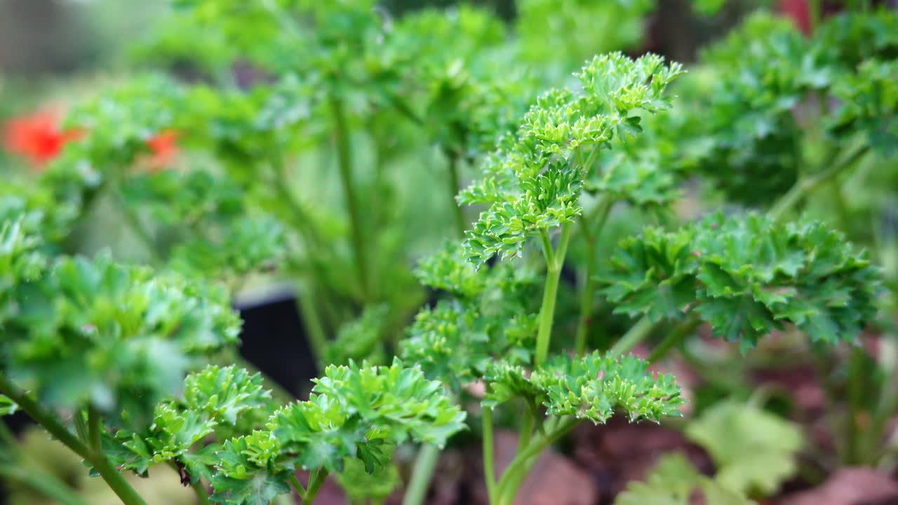 Peterseli yang tertiup angin sepoi-sepoi di taman herbal
