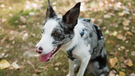 bellissimo cane al parco