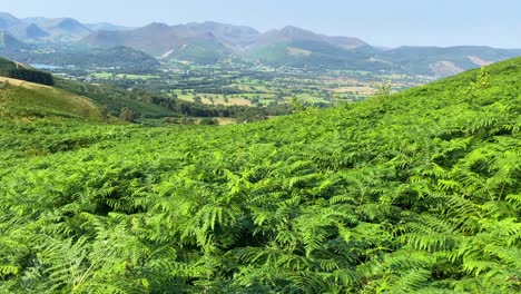 toma cinematográfica que se inclina hacia arriba para revelar el espectacular paisaje del distrito de los lagos