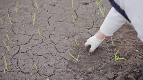 Nahaufnahme-Eines-Mannes,-Der-In-Seinem-Garten-Arbeitet.-Männliche-Hand-Im-Handschuh-Reinigt-Den-Boden-Um-Die-Pflanzen-Herum.-Zwiebeln-In-Den-Boden-Pflanzen