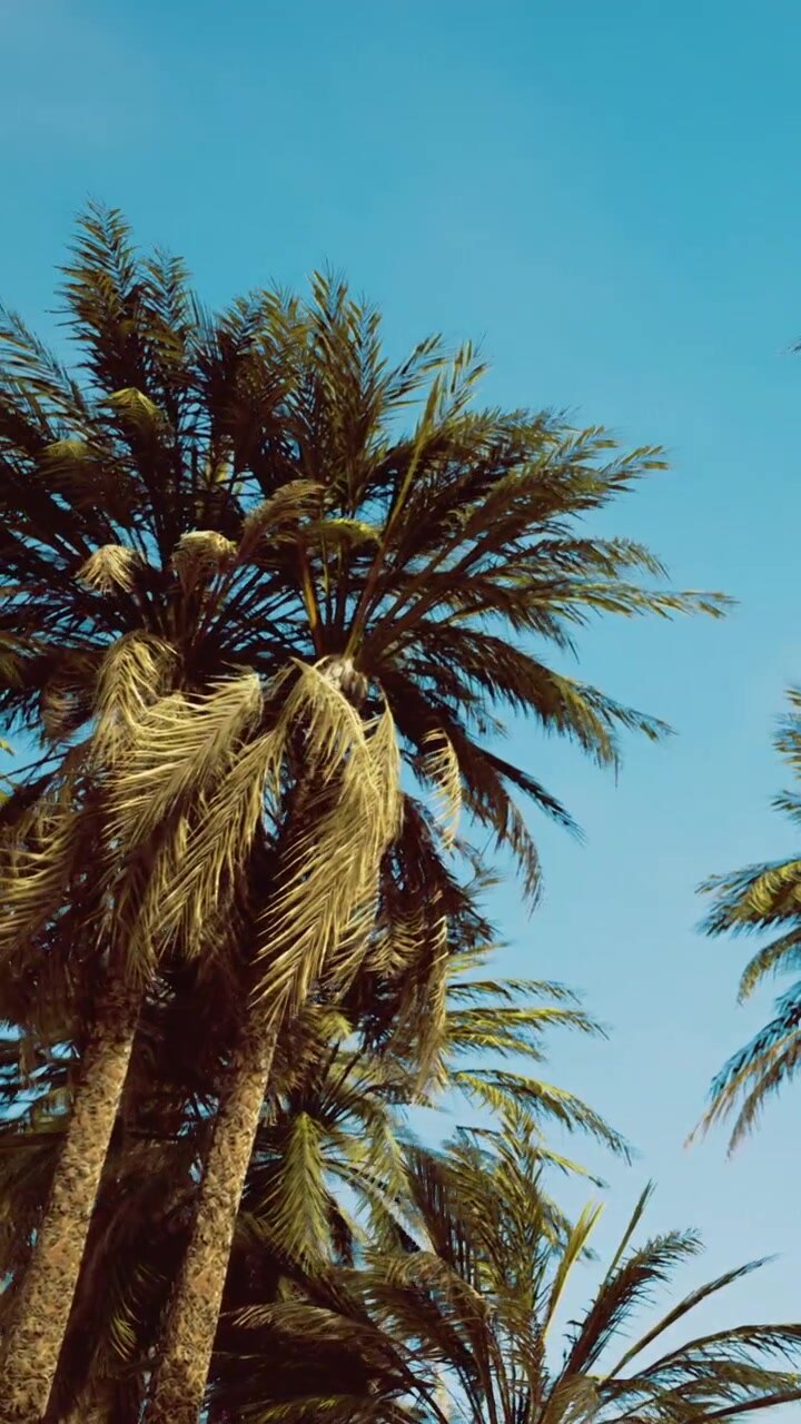 Palm trees sway under blue sky on a sunny day in a tropical location