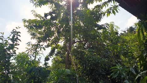 Using-a-long-stick-attempting-and-failing-to-hit-and-harvest-fresh,-delicious-green-mangoes-from-a-tall-mango-fruit-tree-on-a-tropical-island