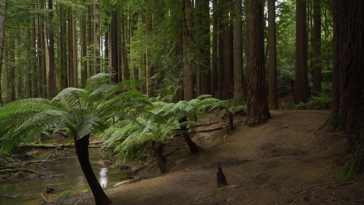 arroyo en el parque nacional otway australia, panorámica