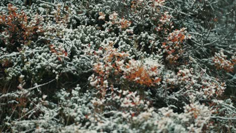 light fresh snow sprinkled over the blueberry bushes and dwarf trees