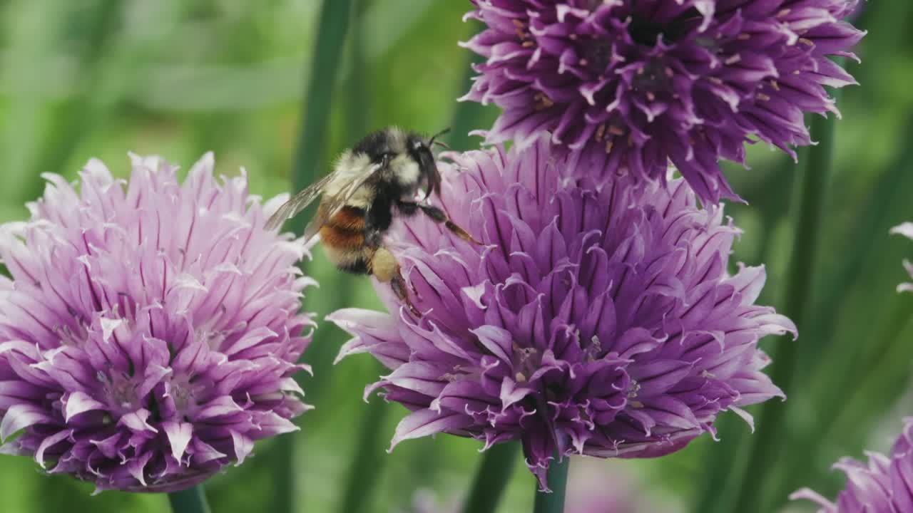 Hovering Bee On Purple Chive Flower Blossoms. Close-up Macro Shot