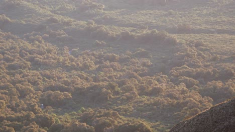 zoom en vista del bosque de chaco en argentina