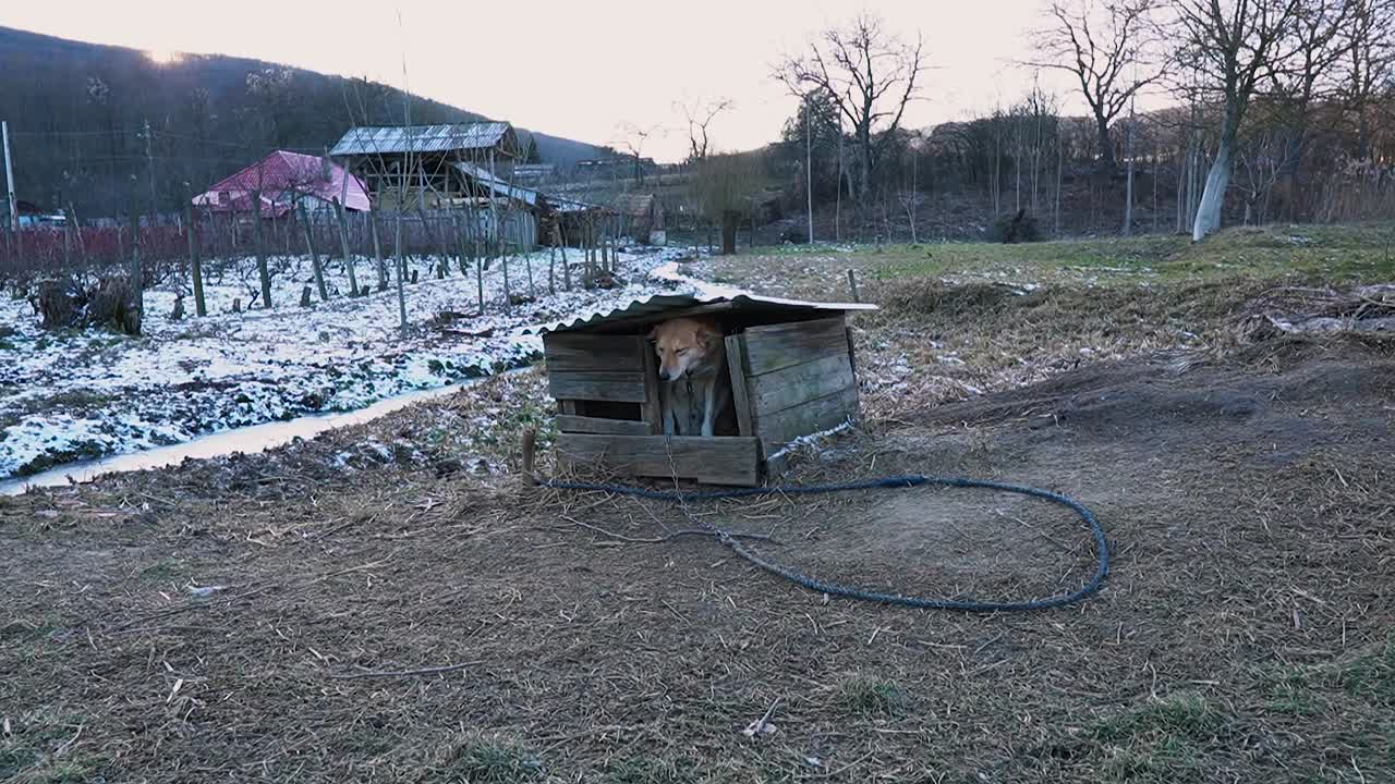 perro atado triste en un refugio roto durante la temporada de invierno