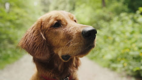 golden retriever puppy close up eyes in forest trail