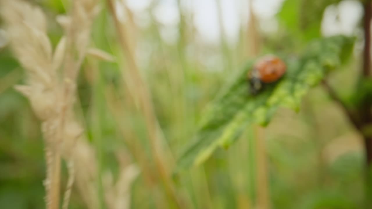 Close up of ladybug on leaf among green plants establishing natural insect detailed life feeding and crawling
