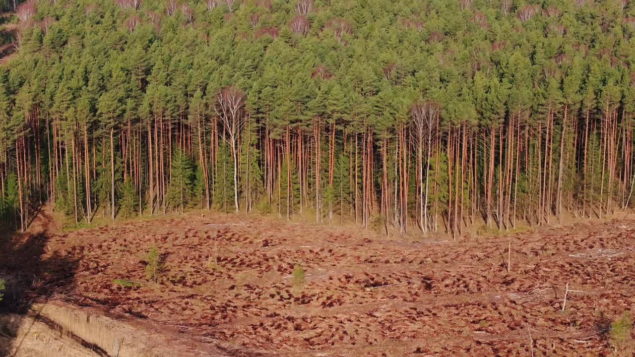 Drone viser skarp kontrast mellem ryddet jord og tætte, lodrette træer